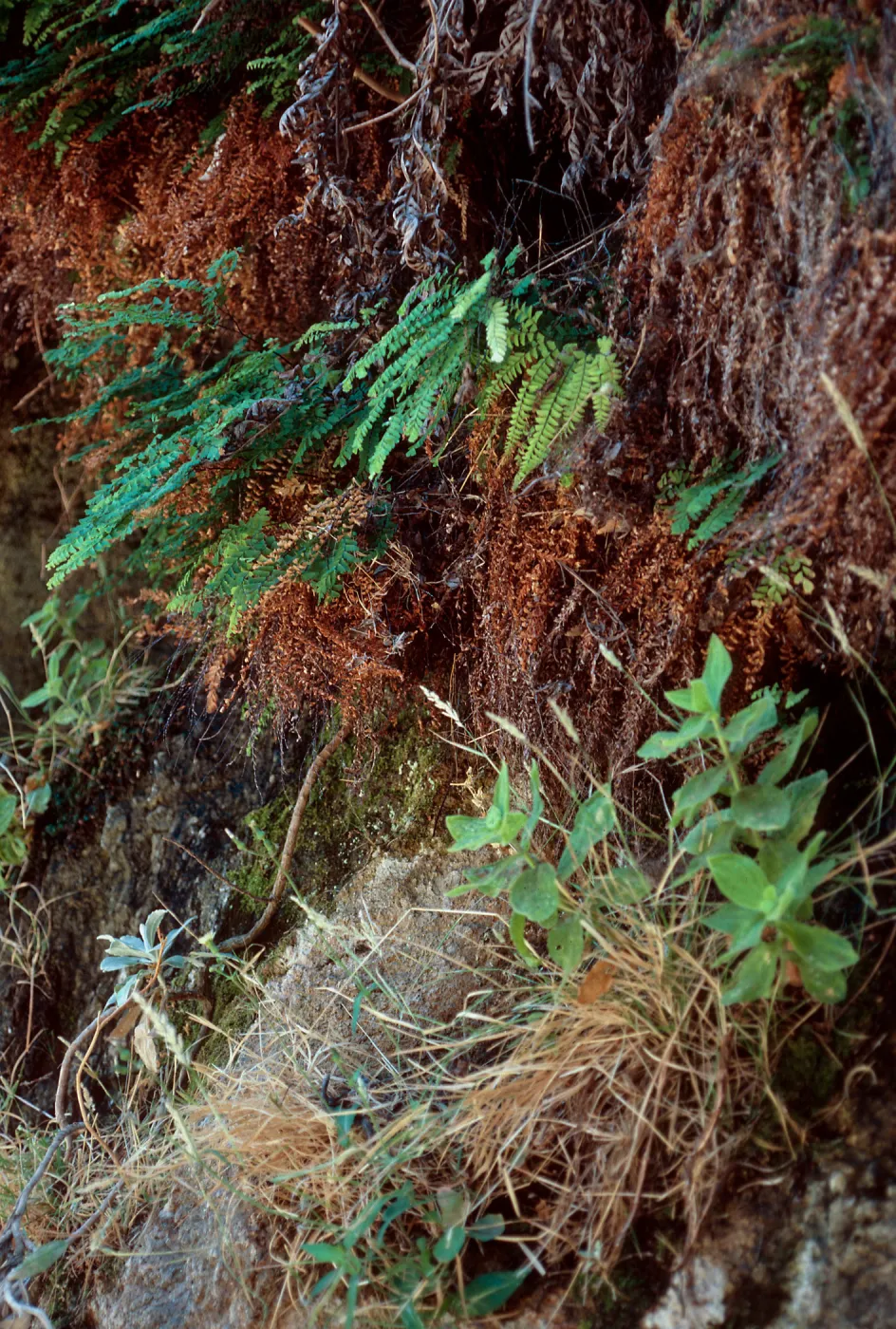 Adiantum pedatum, Mimulus, Tinkers Cave, Santa Cruz Island