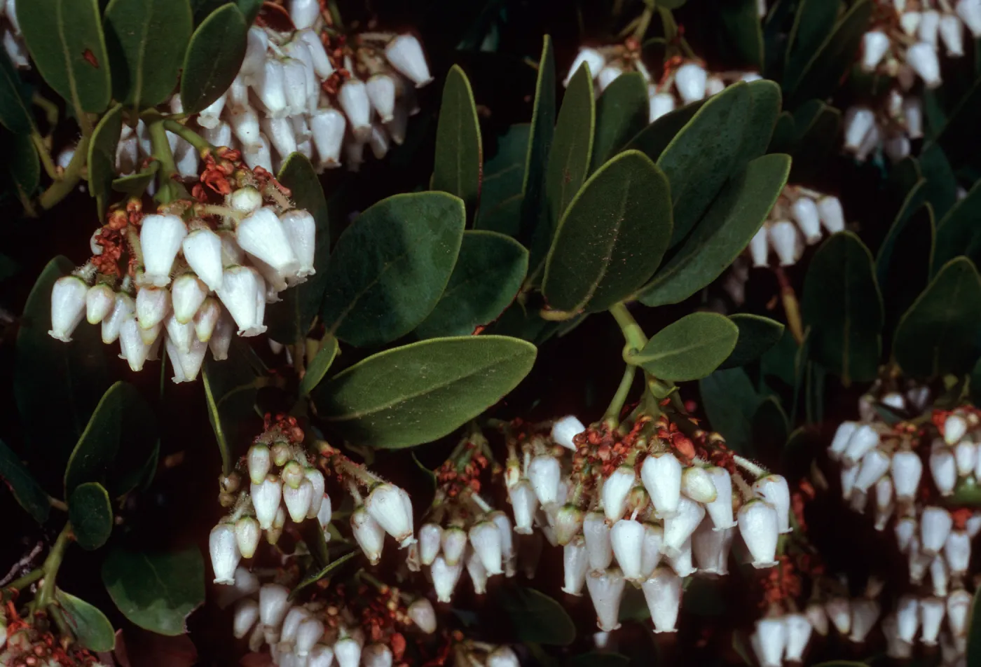 Arctostaphylos insularis, upper Islay Canyon, Santa Cruz Island