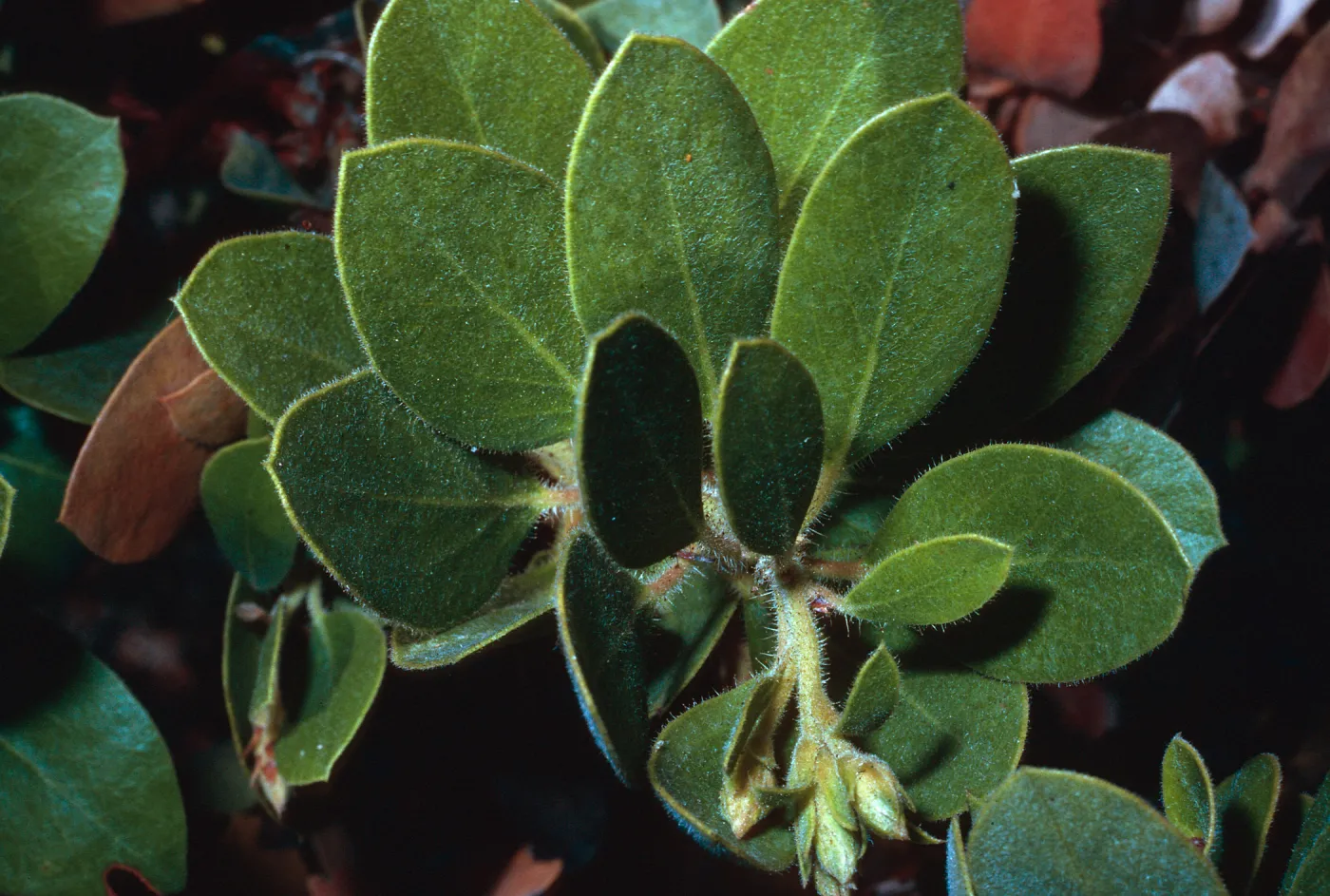 Arctostaphylos tomentosa subcordata, canyon East of Lagunitas Secas, Santa Cruz Island