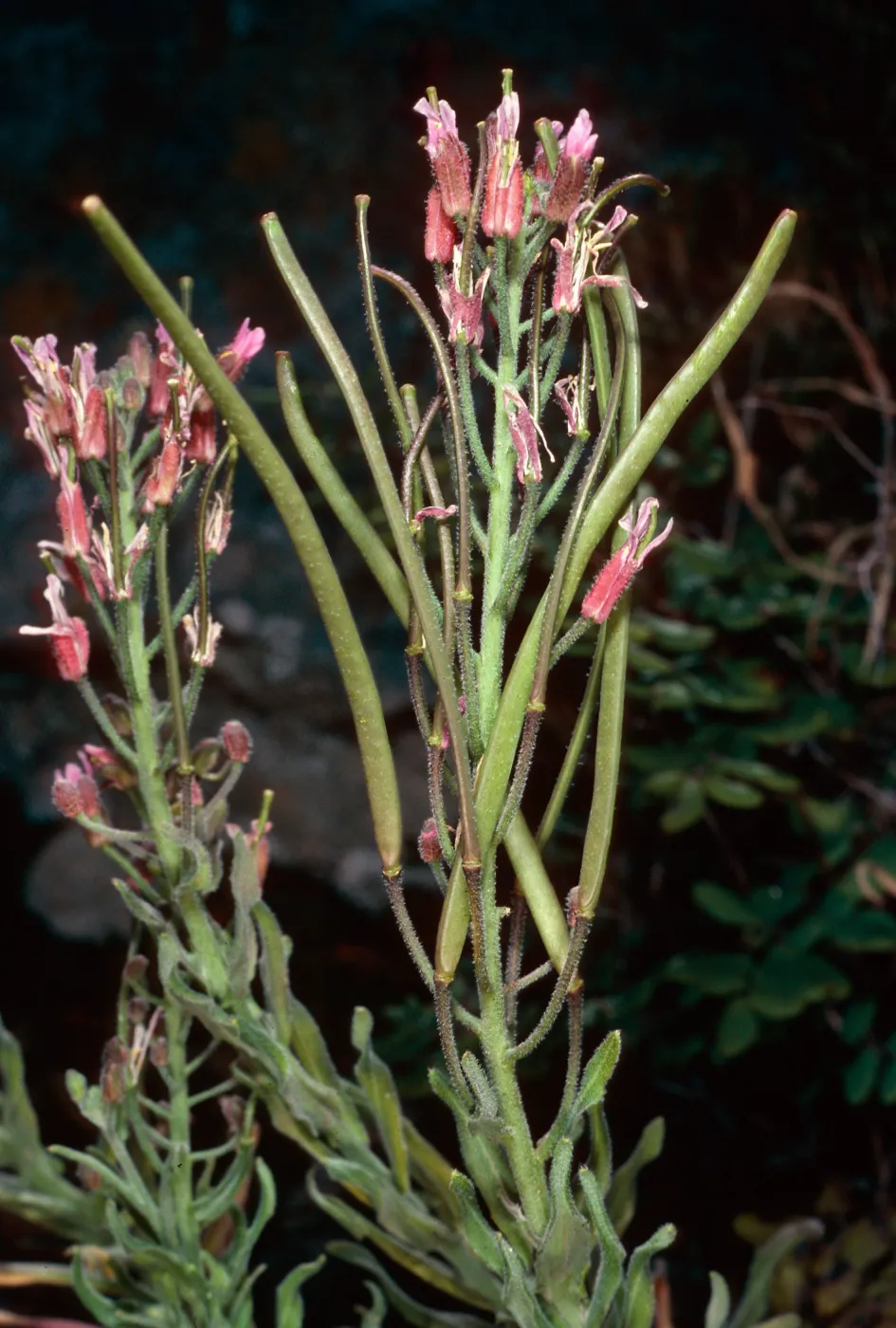 Arabis, North of Buena Vista, Santa Cruz Island