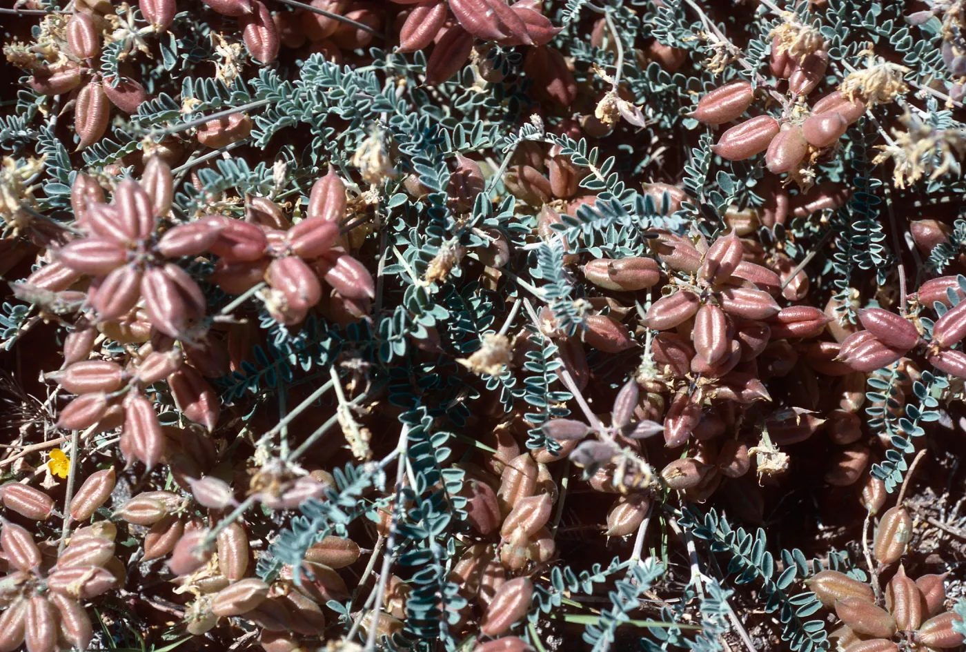 Astragalus miguelensis, Forneys Cove, Santa Cruz Island