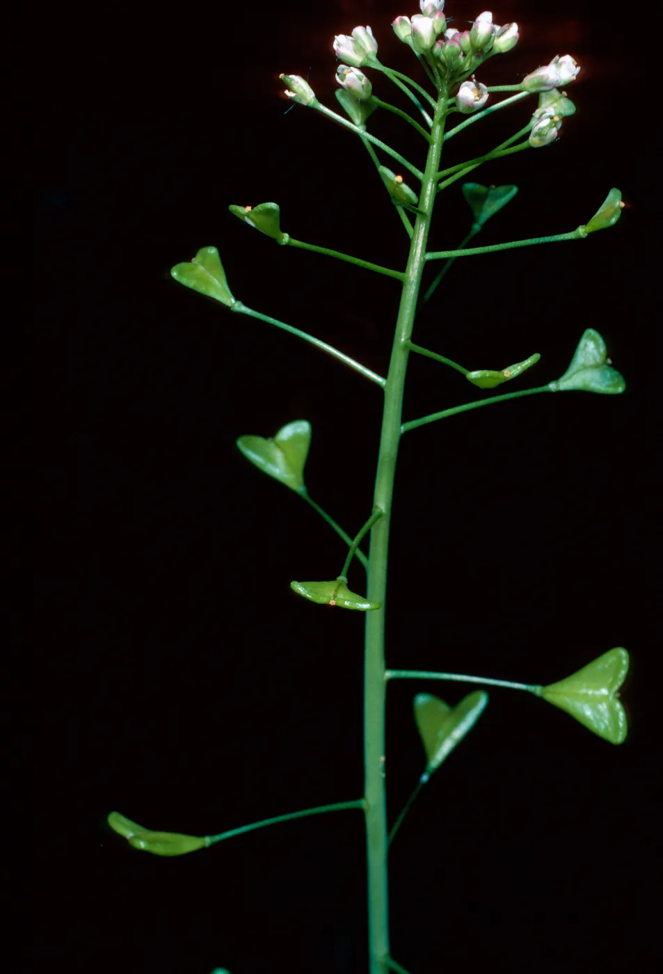 Capsella bursa-pastoris, Shepherds Purse, Santa Cruz Island