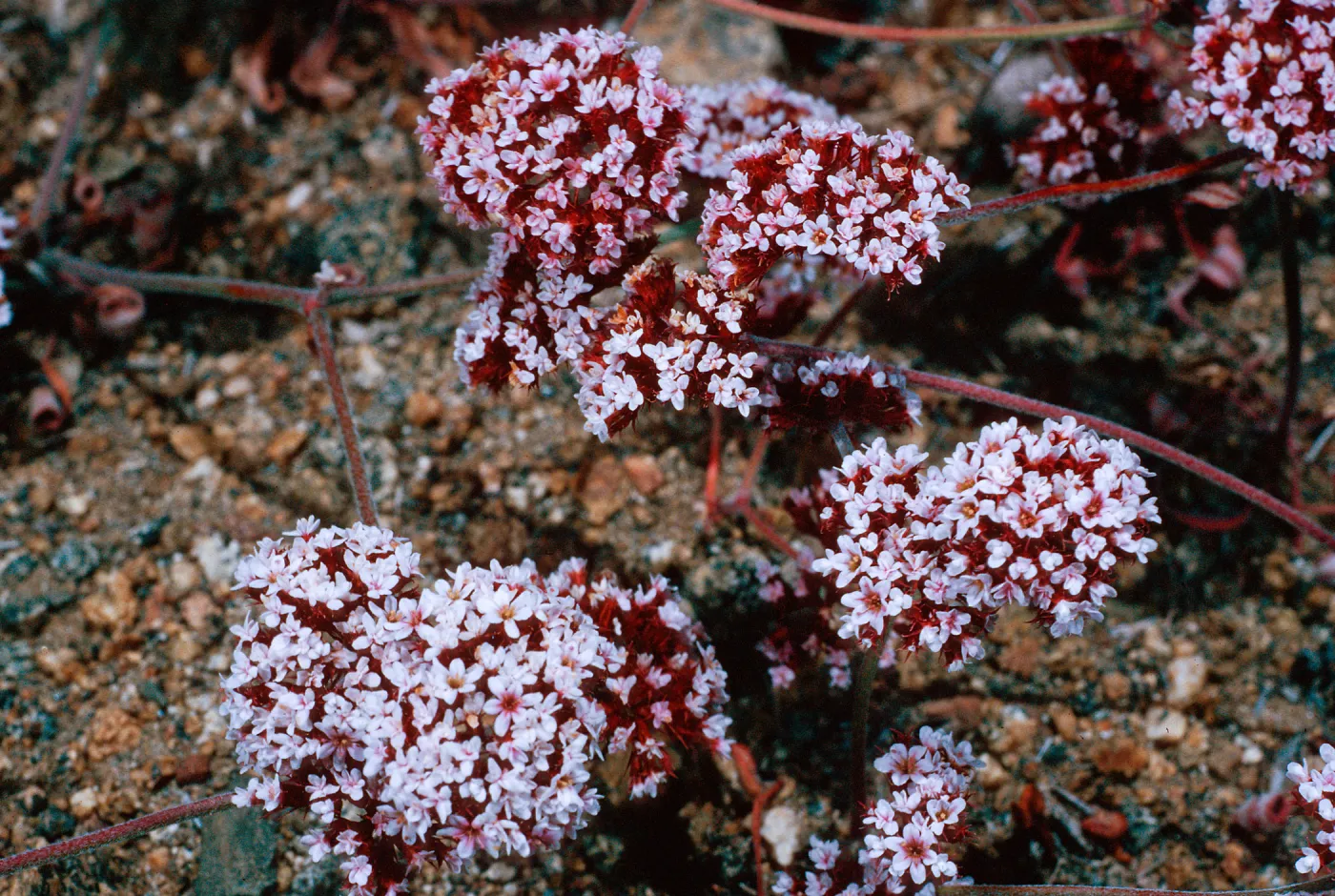 Chorizanthe wheeleri, SC-2721, San Justiniano, Santa Cruz Island