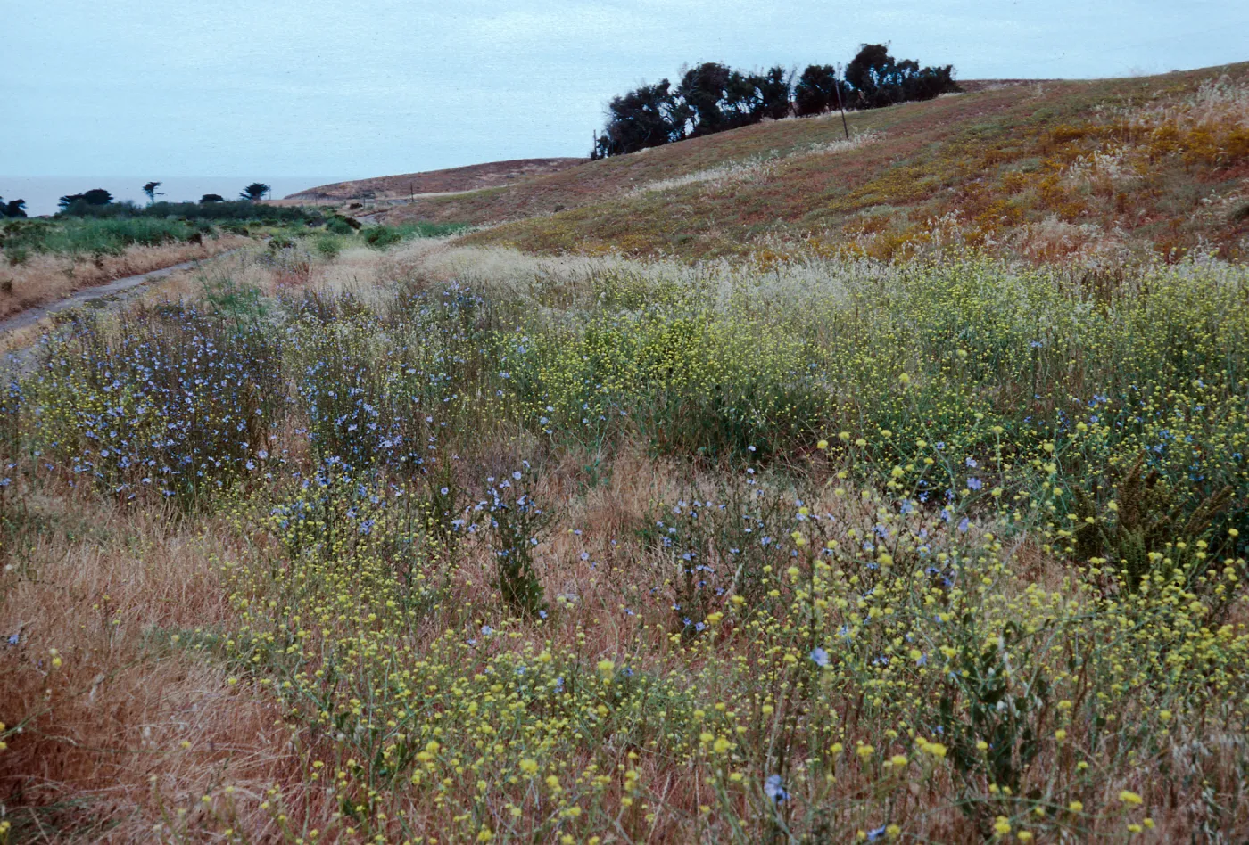 Cichorium, East of Christy Ranch, Santa Cruz Island