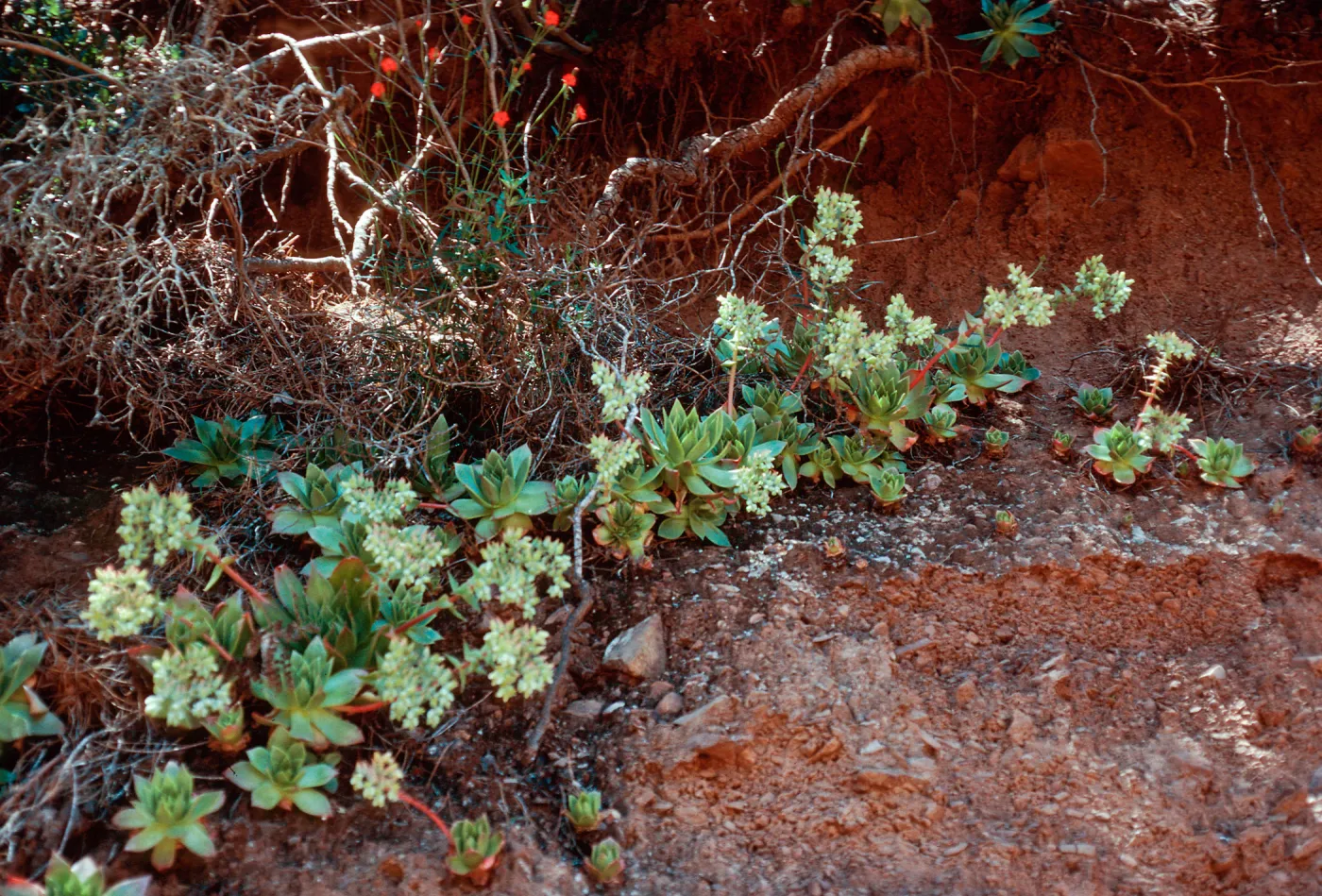Dudleya candelabrum, SC-2740, Santa Cruz Island