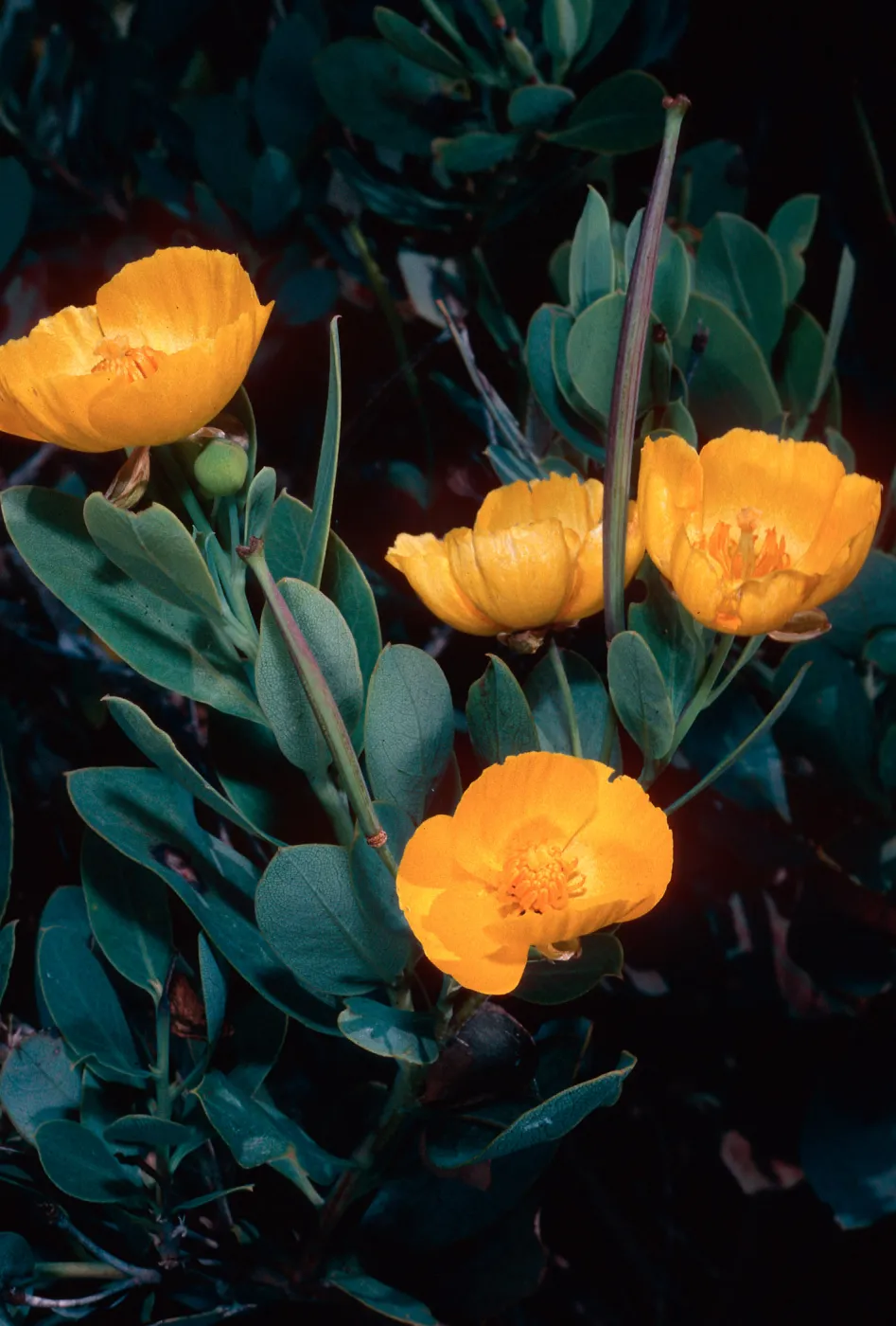 Dendromecon, Islay Canyon, Santa Cruz Island
