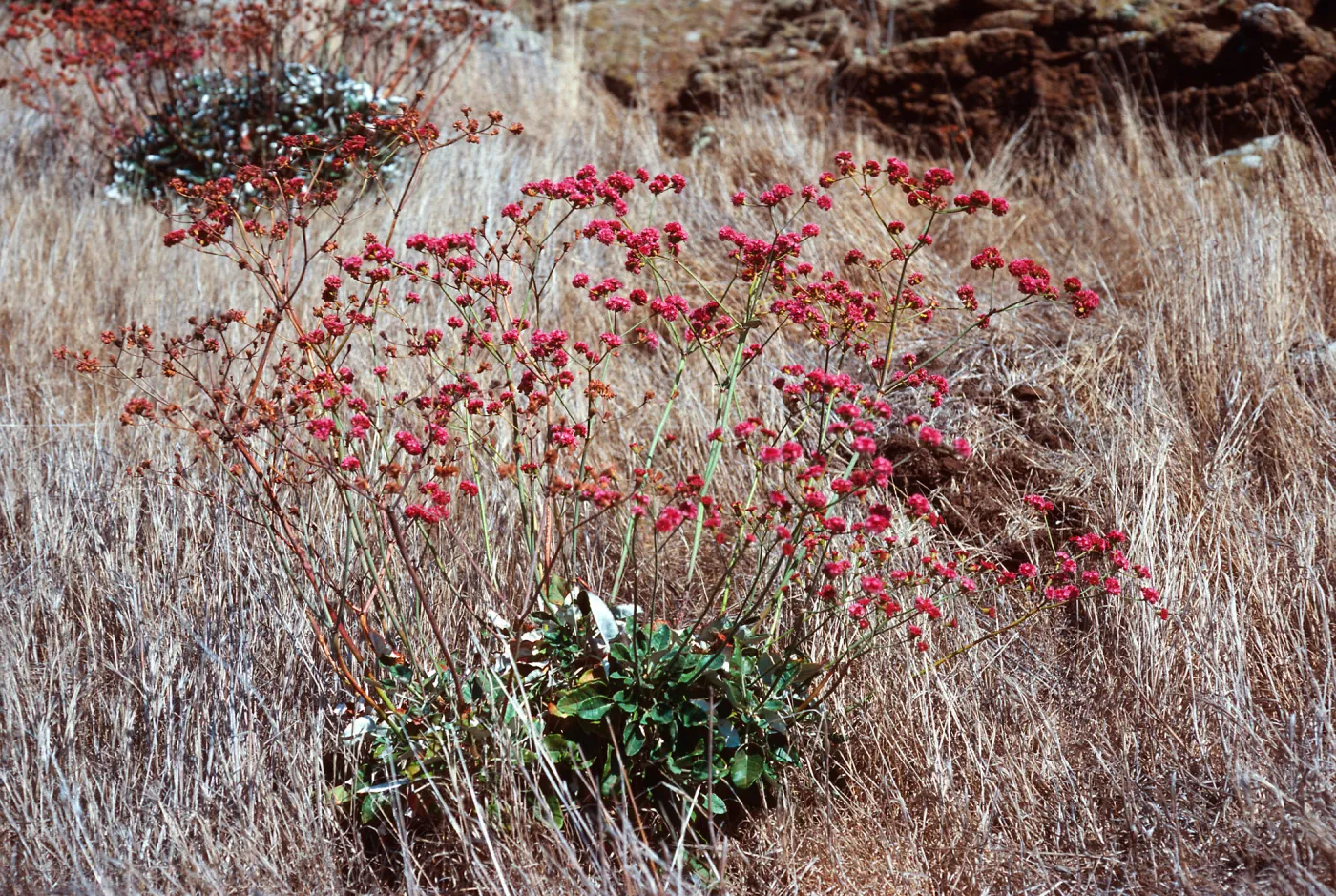 Eriogonum grande rubescens, North of Î” Mesa, West end, Santa Cruz Island, specimen SC-1413