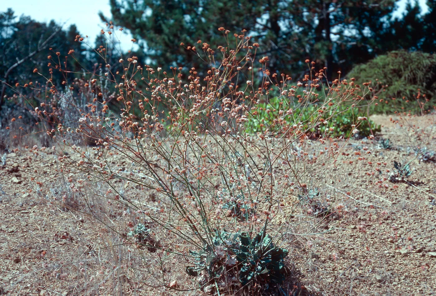 Eriogonum grande, Christy Pines, Santa Cruz Island