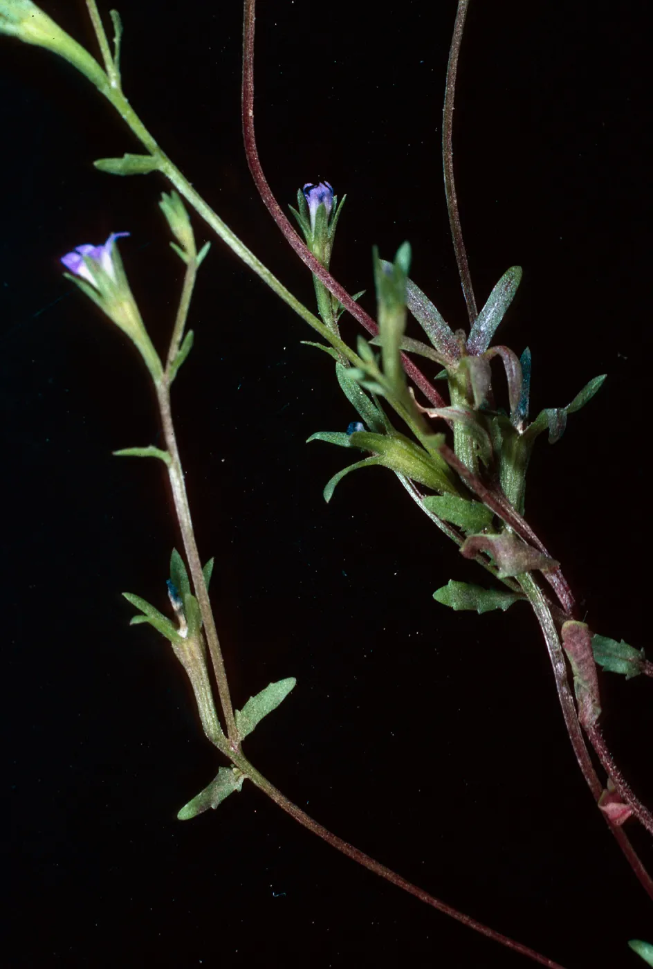Githopsis, Santa Cruz Island