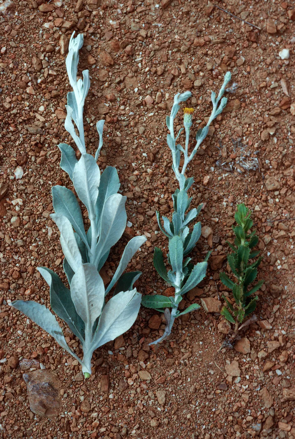 Haplopappus detonsus, H. squarrosus, hybrid, South Ridge road, Santa Cruz Island