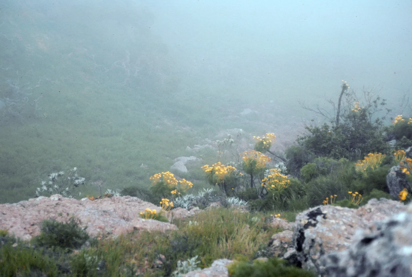 Arabis hoffmannii site, North of Centinela, Santa Cruz Island