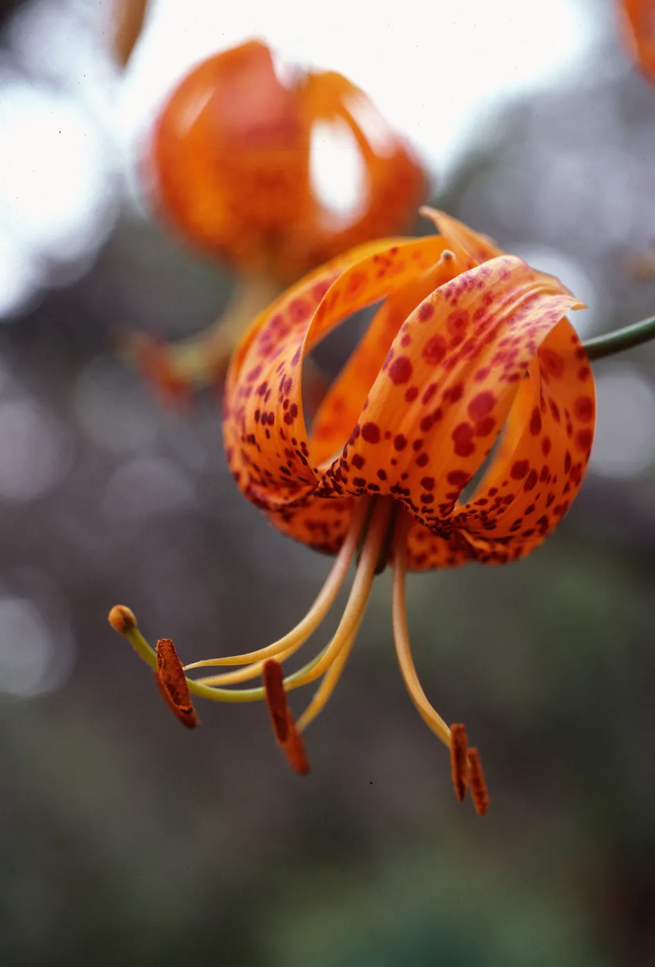 Lilium humboldtii, Central Valley, just West of U. C. field station, Santa Cruz Island