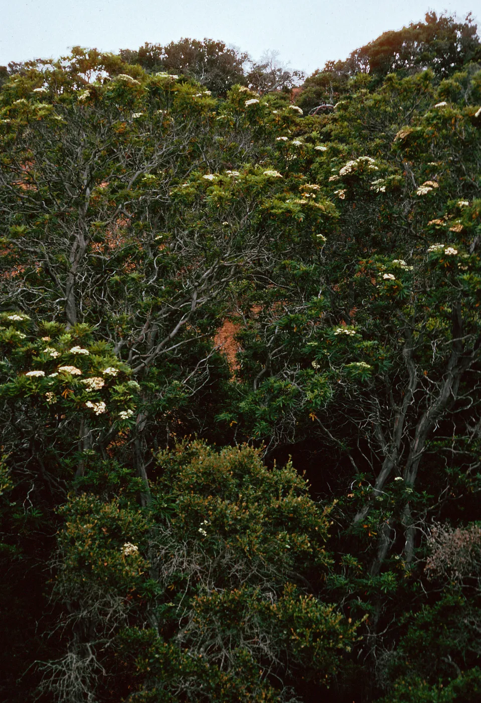 Lyonothamnus, Islay Canyon, study grove, Santa Cruz Island