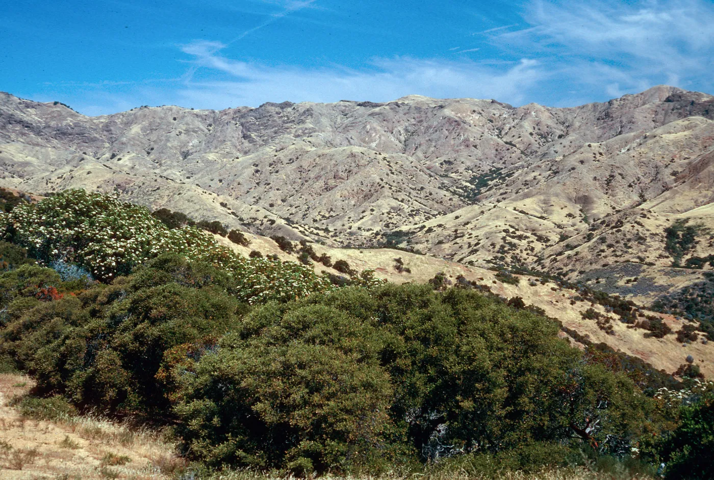 Lyonothamnus, head of CaÃ±ada de la Mina, Santa Cruz Island