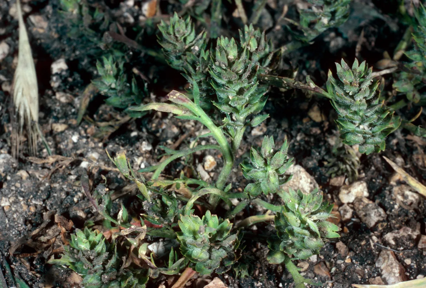 Lepidium latipes, Navy Road, just East of road from airport, Santa Cruz Island