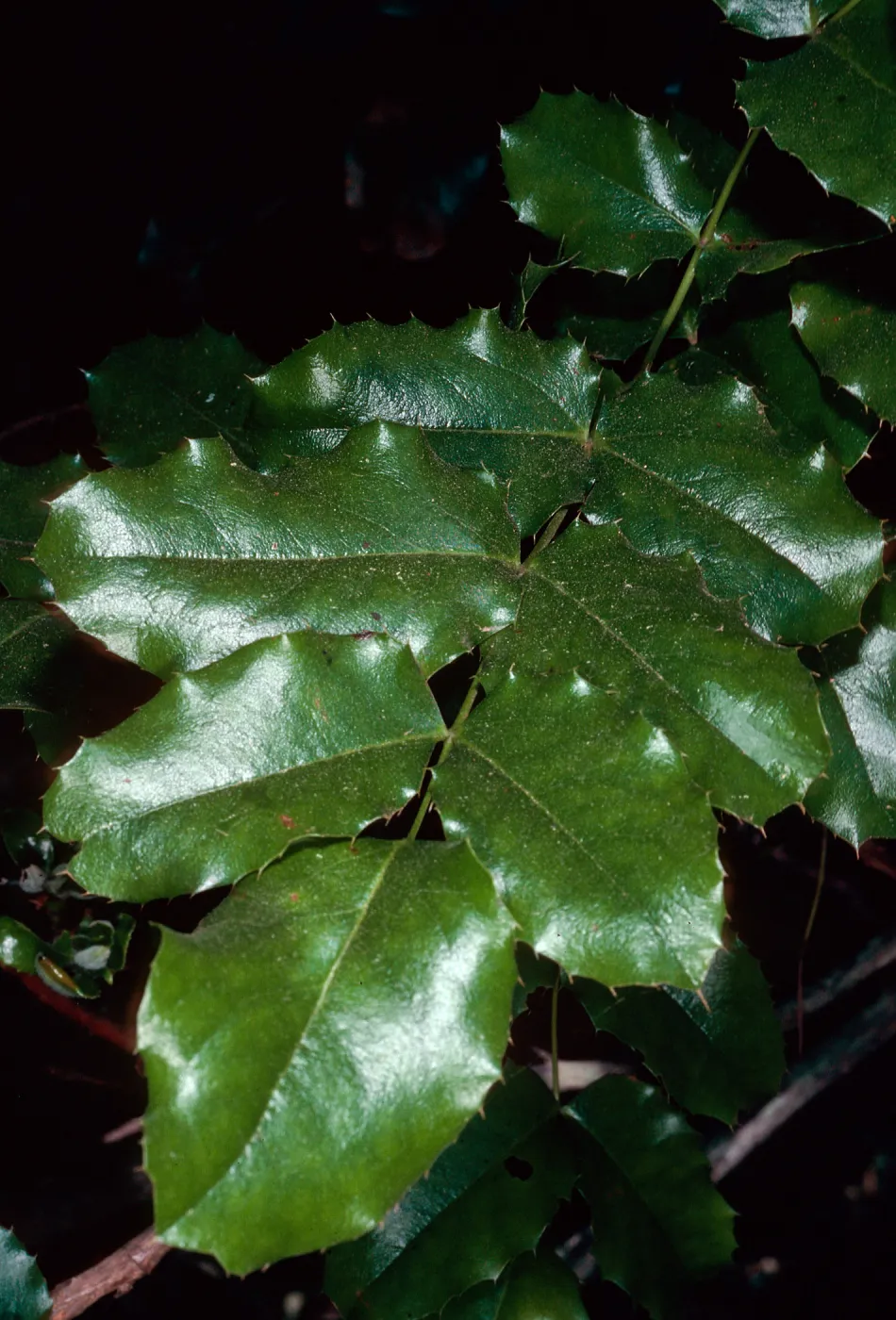 Mahonia pinnata insularis, Campo Raton, Santa Cruz Island