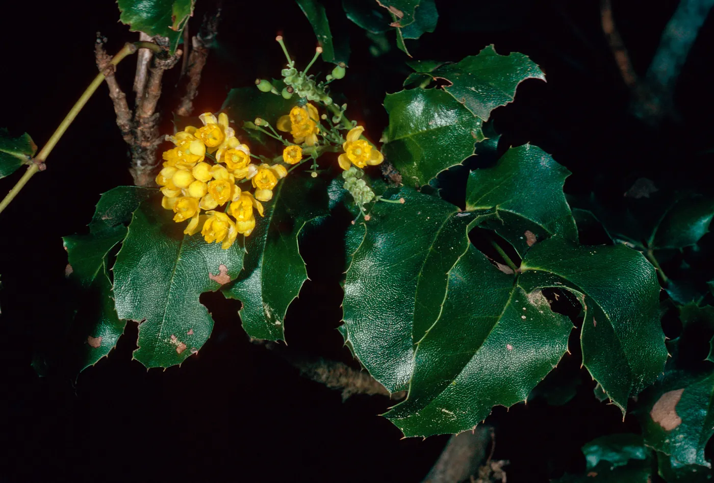 Mahonia pinnata ssp. insularis, Campo Raton, Santa Cruz Island