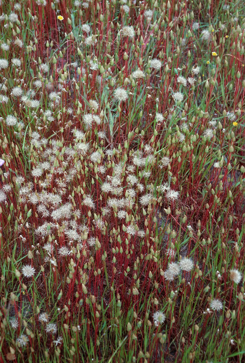 Microseris heterocarpa, East end of Fraser Point Road, Santa Cruz Island