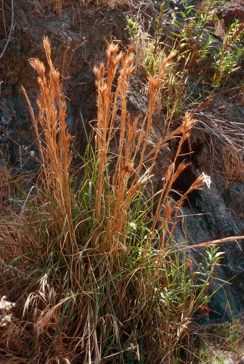 Andropogon glomerathe, 2-Fork Canyon, North of The Nature Conservancy cabins, Santa Cruz Island