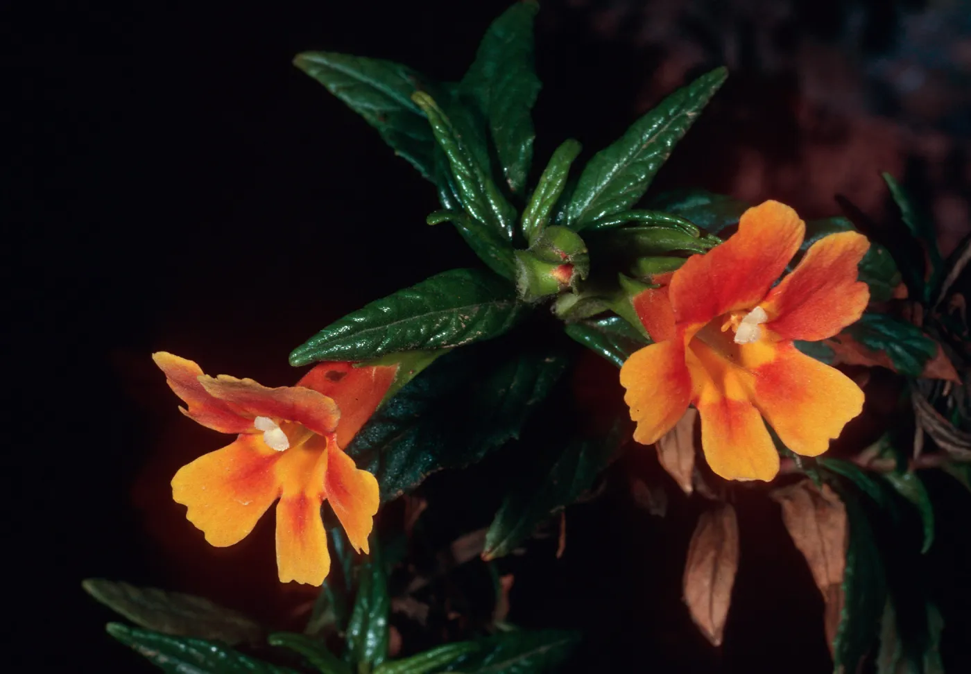 Diplacus longiflorus x parviflorus, top of Islay Canyon Road, Santa Cruz Island