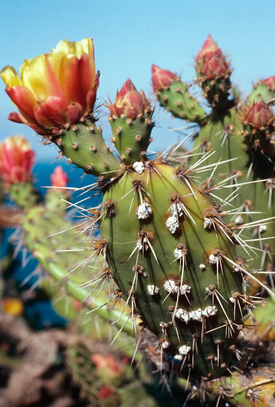 Opuntia littoralis w/ Cochineal, North-West of coastal bluffs, Santa Cruz Island
