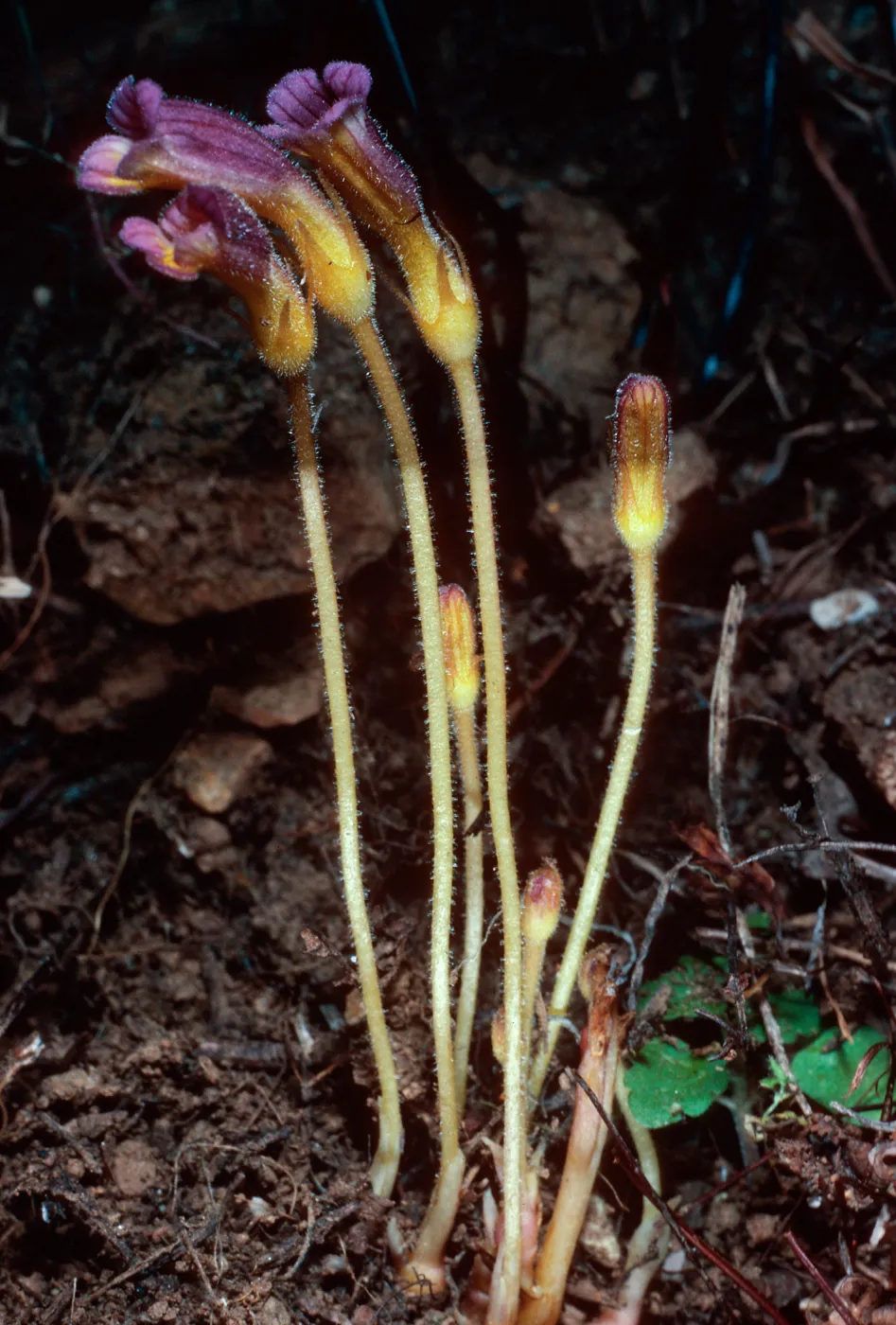 Orobanche uniflora, Santa Cruz Island