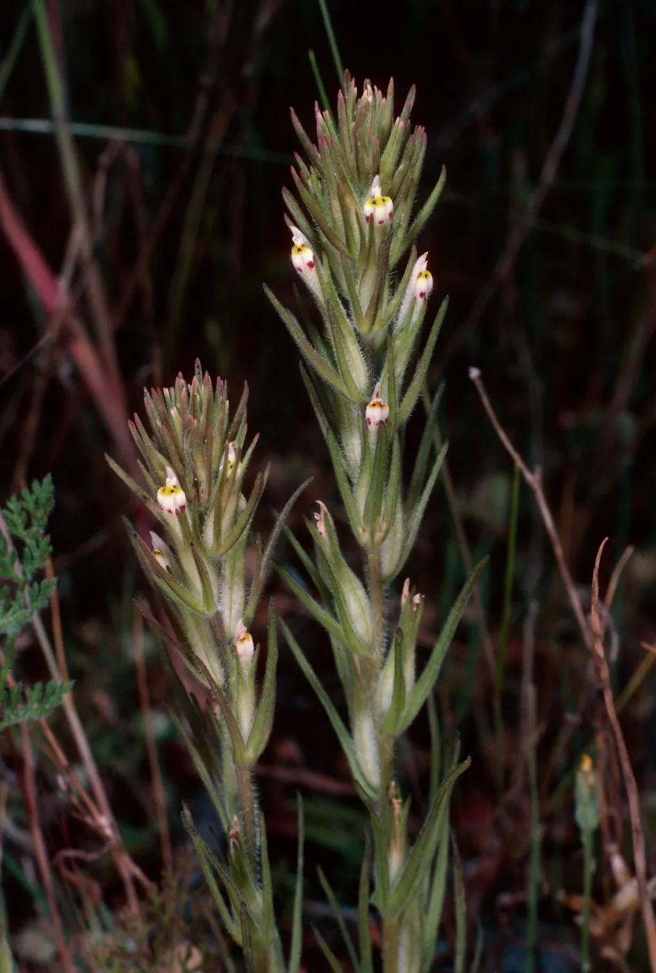 Orthocarpus attenuatus, rock slide, East of Pelican Bay, Santa Cruz Island