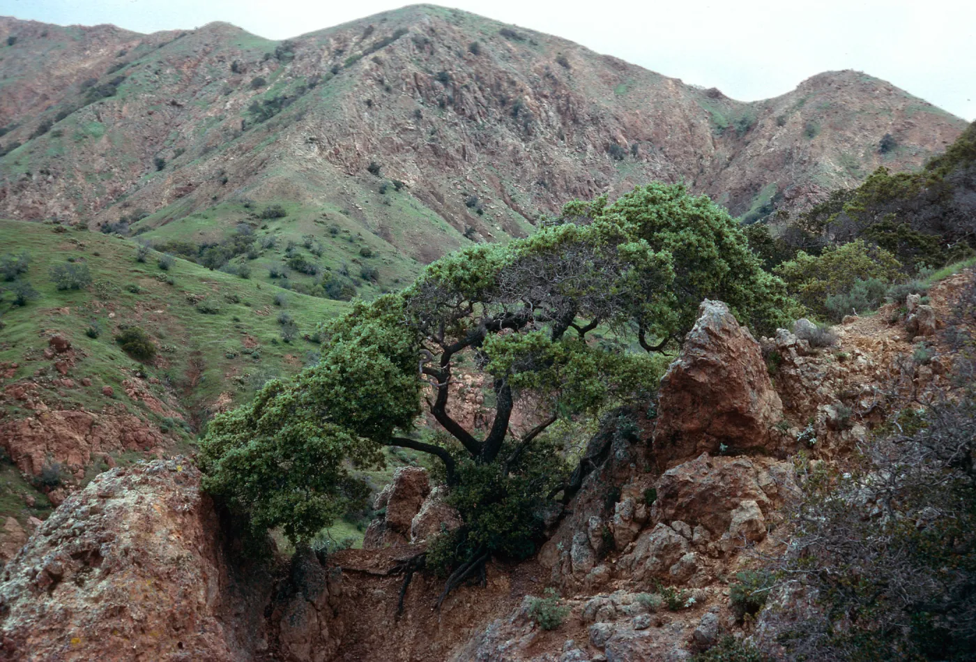 Quercus macdonaldii, ridge, West of Cascada, Santa Cruz Island