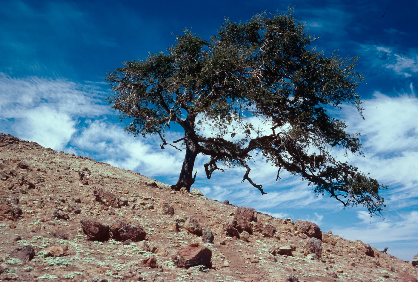 Quercus macdonaldii, on ridgetop, just East of Peak 2015, note: from California Oaks book, Santa Cruz Island