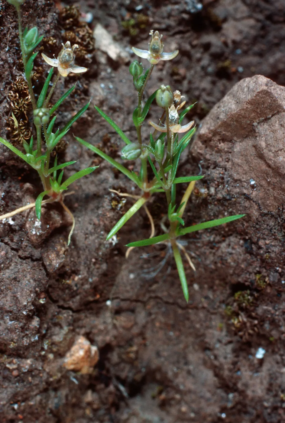 Sagina apetala, SC-1051, upper West fork of Orizaba Canyon, Santa Cruz Island