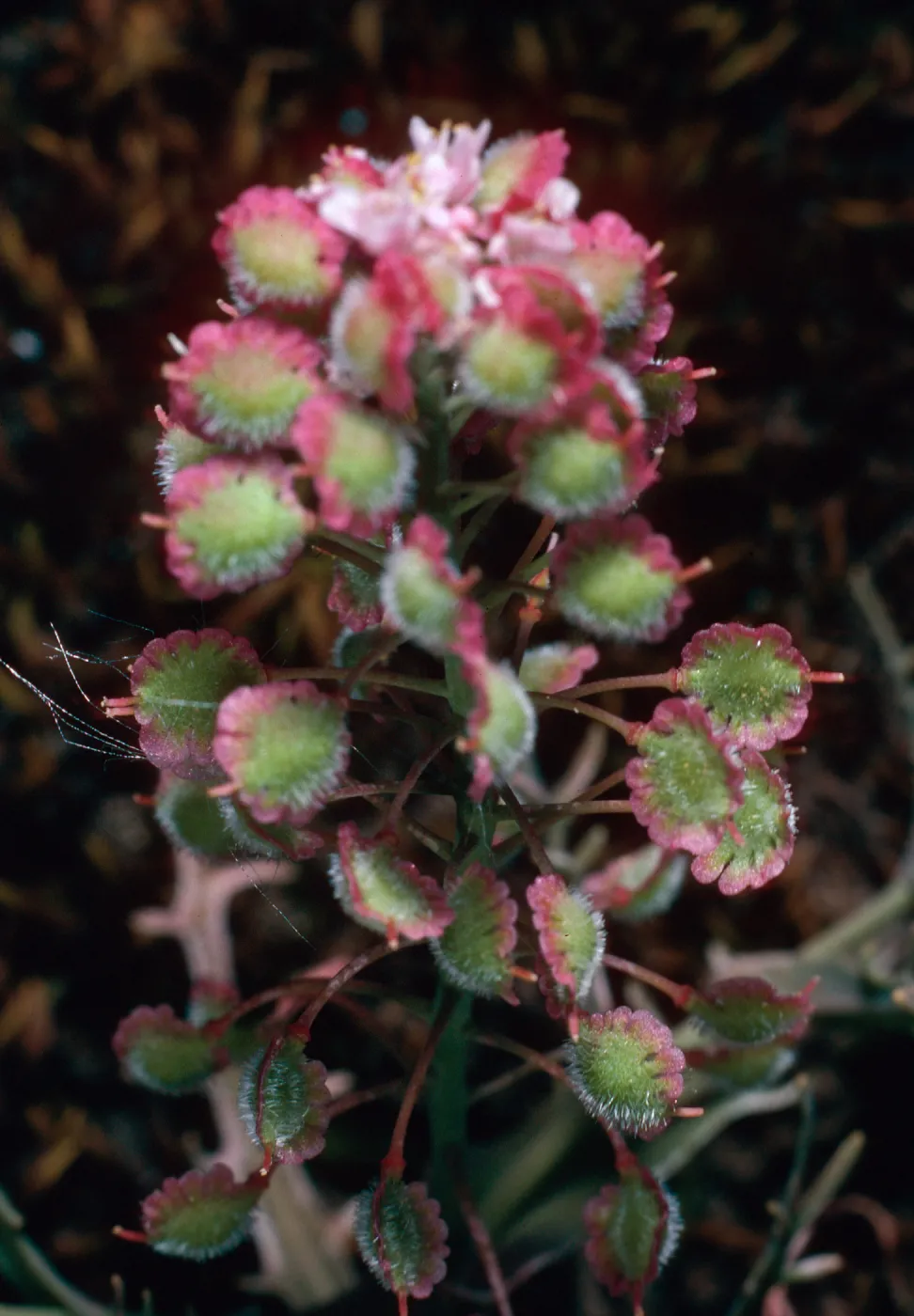 Thysanocarpus conchuliferus, Picacho Diablo, Santa Cruz Island