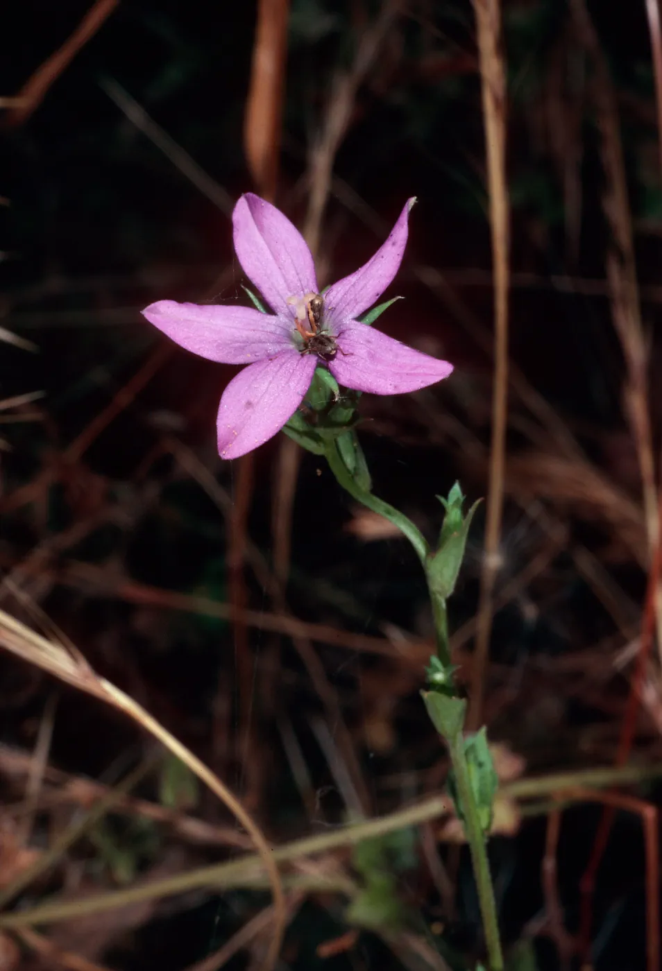 Triodanis biflora, SC-410, mouth of Olsens Cave, Santa Cruz Island