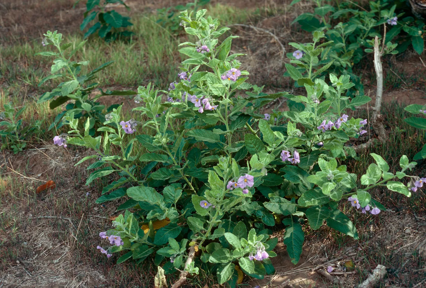 Solanum clokeyi, Platts Harbor, Santa Cruz Island