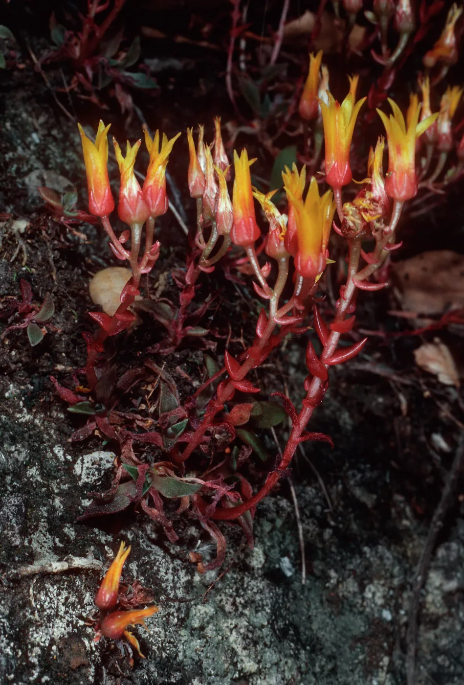 Dudleya cymosa marescens, SJ 1371 A, Yerba Buena/Catharin Road, Santa Monica Mountains, Ventura County