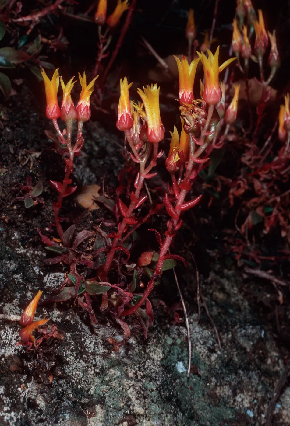 Dudleya cymosa marescens, SJ 1371 A, Yerba Buena/Catharin Road, Santa Monica Mountains, Ventura County
