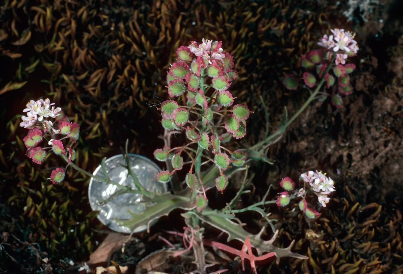 Thysanocarpus conchuliferus, Picacho Diablo, Santa Cruz Island