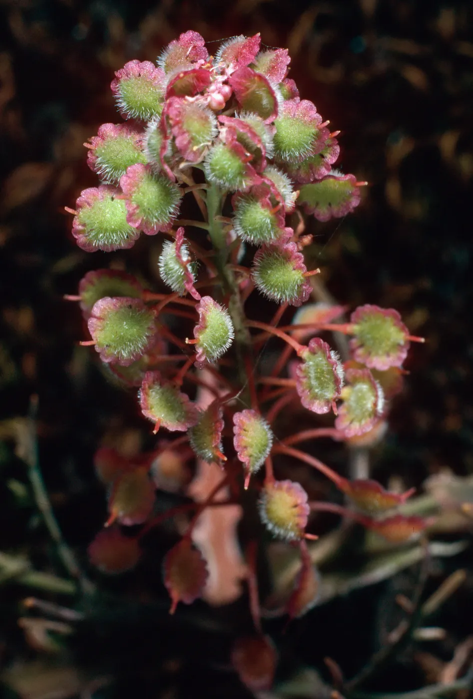 Thysanocarpus conchuliferus, three-quarter mile West of Picacho Diablo, Santa Cruz Island