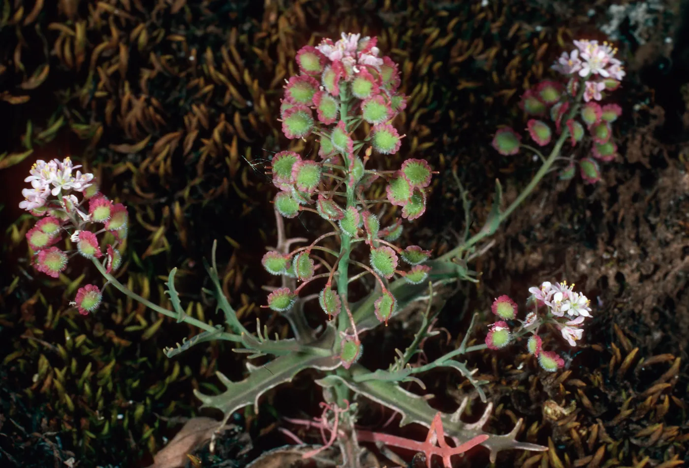 Thysanocarpus conchuliferus, Santa Cruz Island