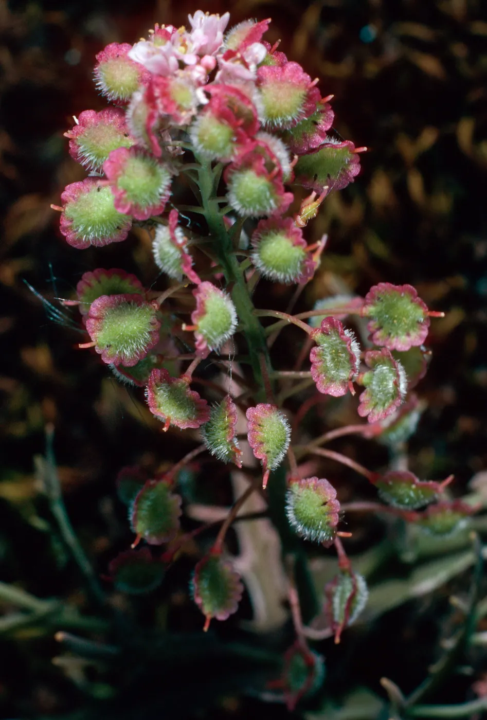 Thysanocarpus conchuliferus, Picacho Diablo, Santa Cruz Island
