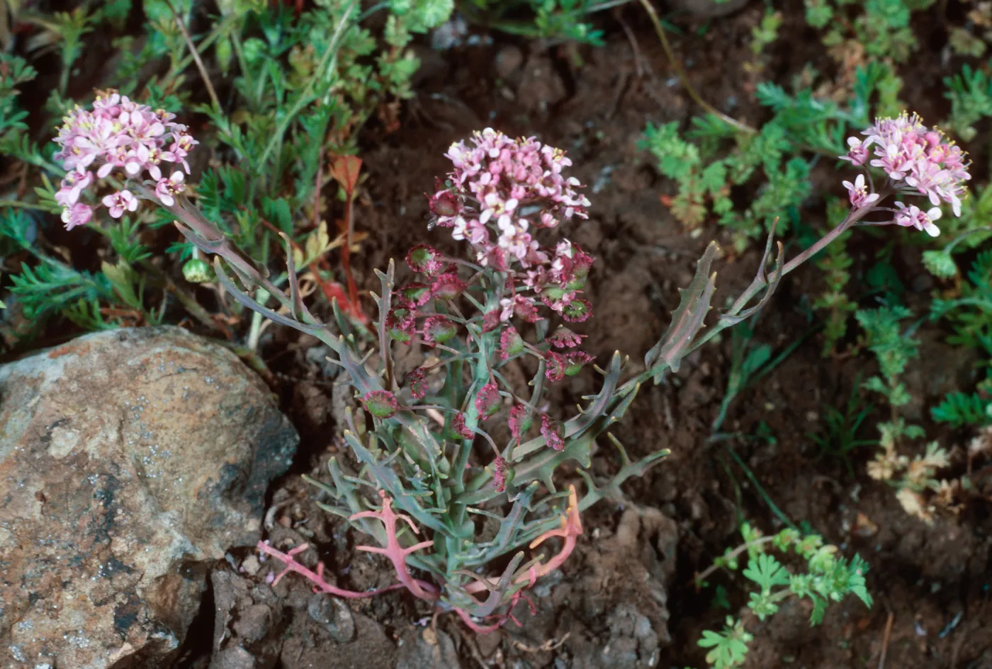 Thysanocarpus conchuliferus, upper West fork, Orizaba Canyon, Santa Cruz Island
