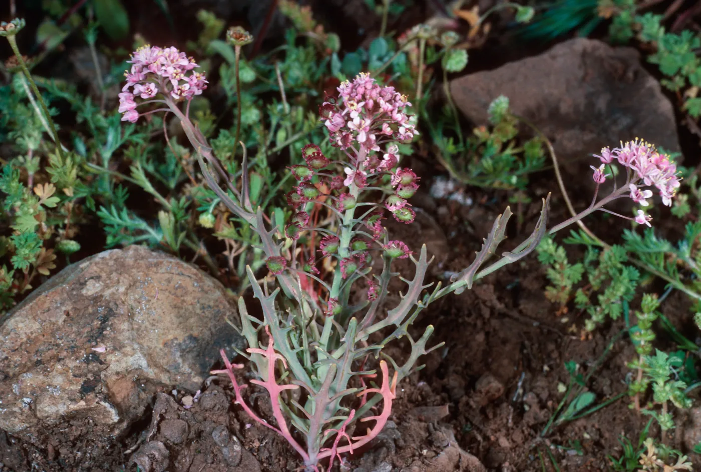 Thysanocarpus conchuliferus, upper West fork, Orizabva Canyon, Santa Cruz Island