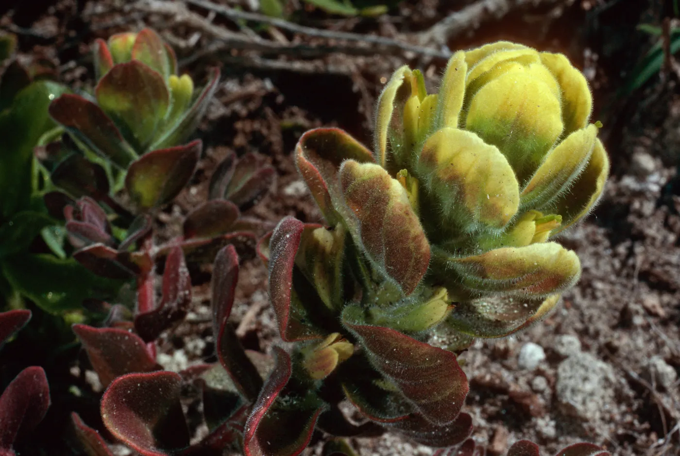Castilleja mollis, Carrington Point pasture, Santa Rosa Island