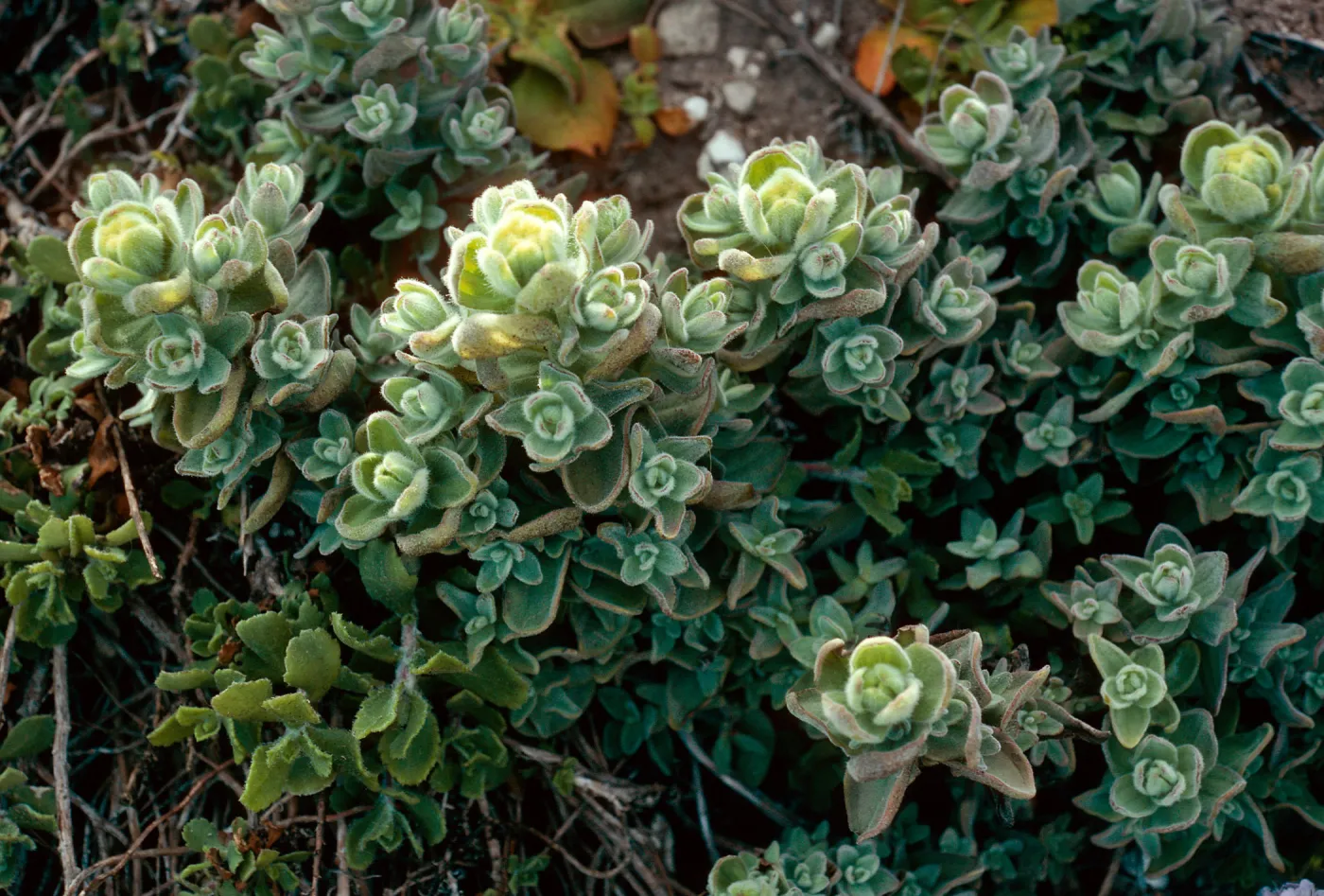 Castilleja mollis, Carrington Point, Santa Rosa Island