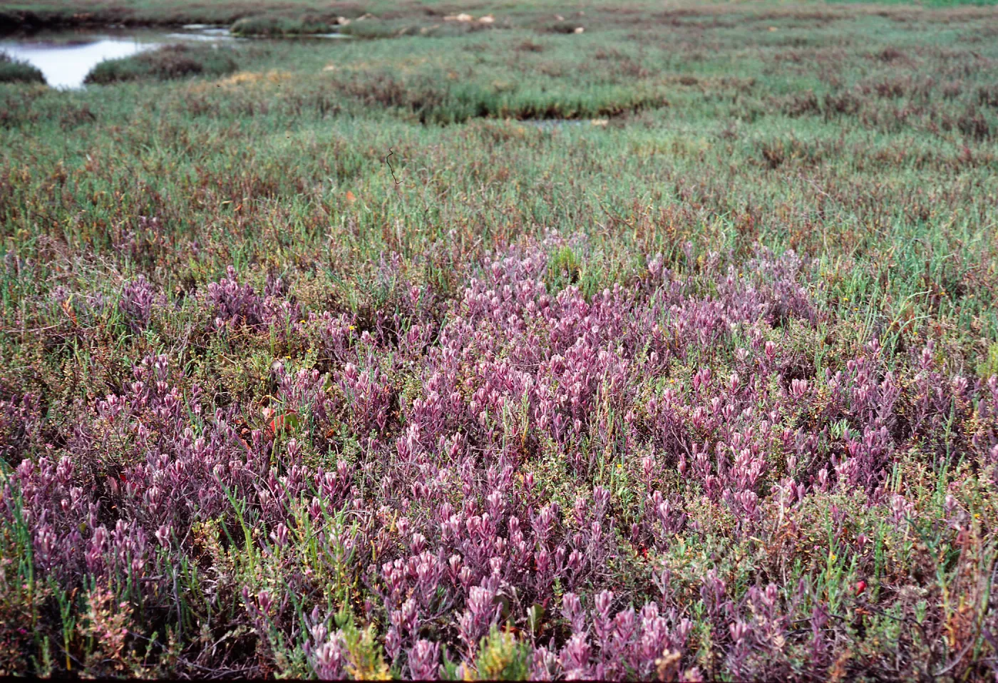 Cordylanthus maritimus, Carpinteria Salt Marsh, Santa Barbara County