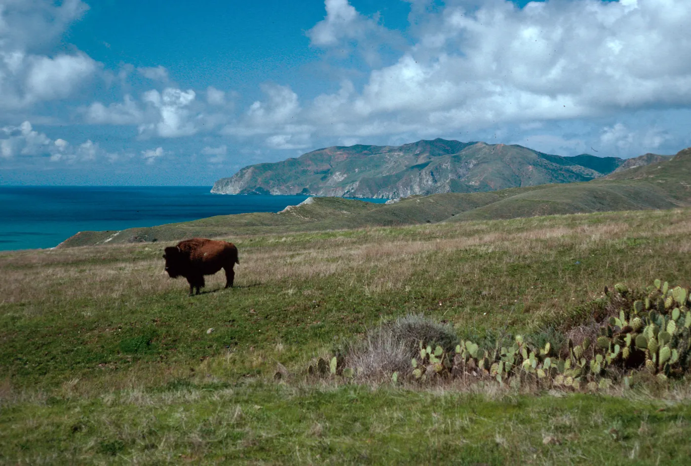 bison, Little Harbor Road, Catalina Island