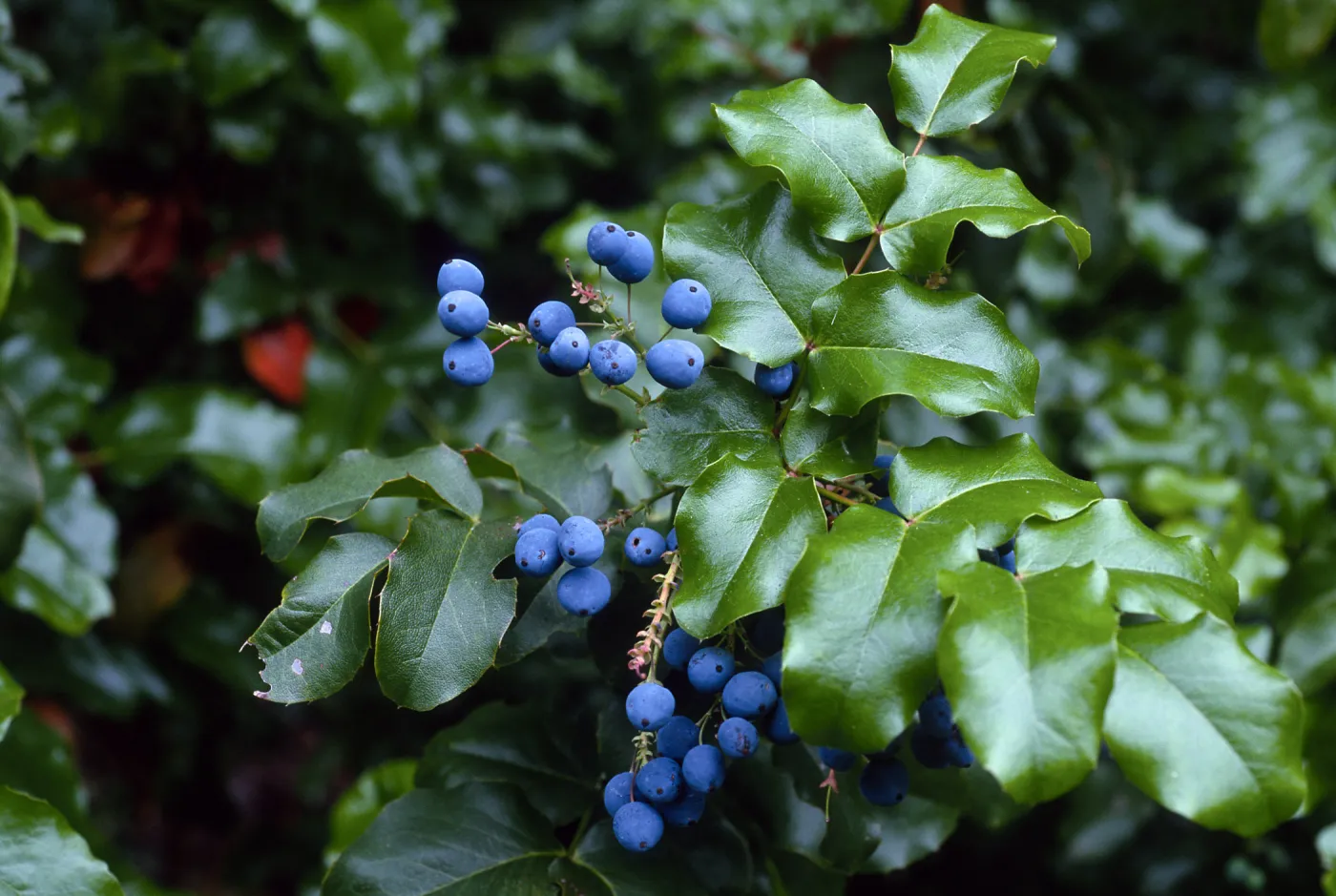 Berberis pinnata insularis, Arroyo Section, Santa Barbara Botanic Garden