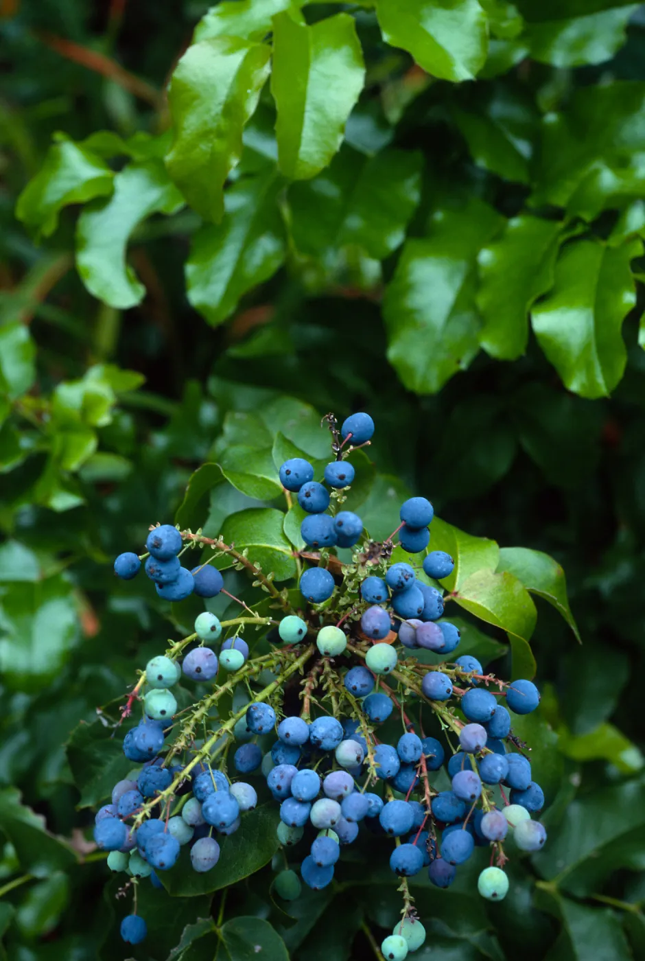 Berberis pinnata insularis, Arroyo Section, Santa Barbara Botanic Garden