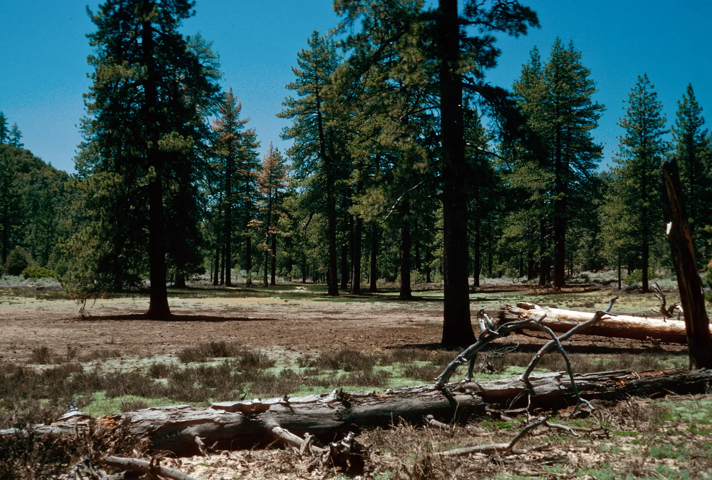 meadow #2, looking west, Yellowjacket Campground