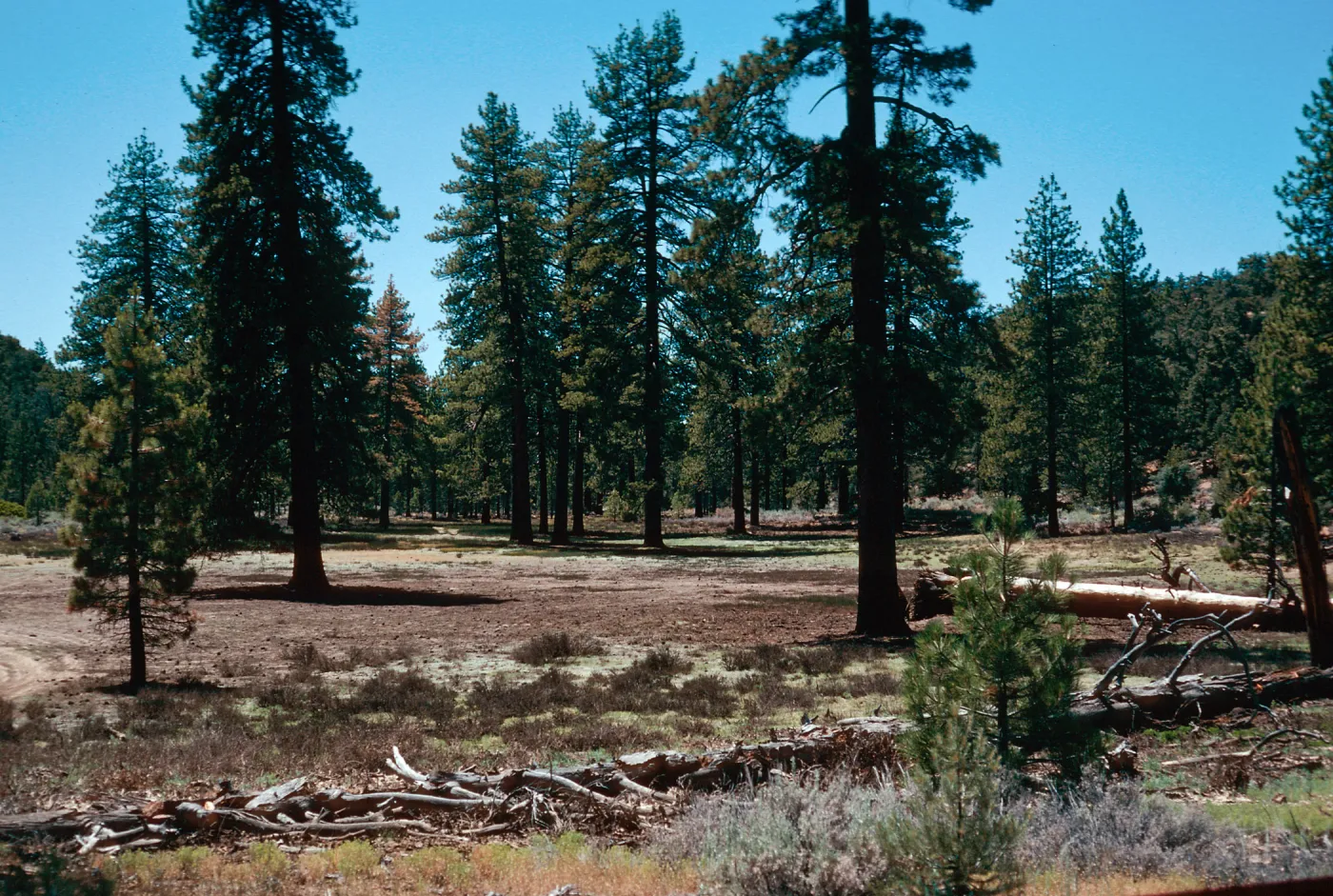 meadow #2, Yellowjacket Campground