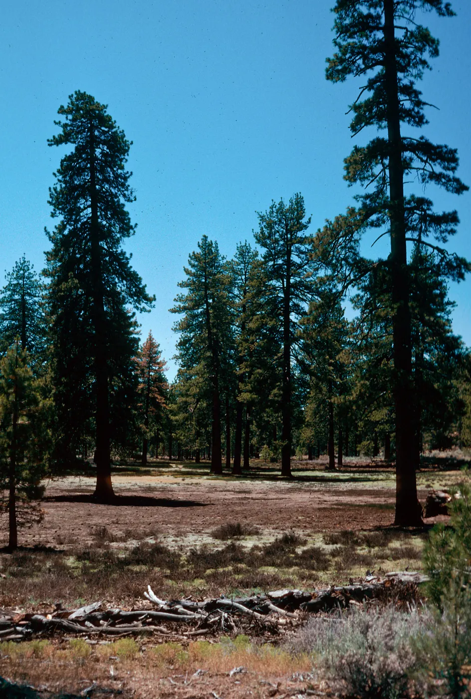 meadow #2, Yellowjacket Campground